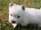 Adorable chiots Westie a donner