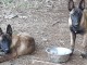 Chiots Berger malinois  