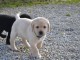 A donner magnifiques chiots labrador