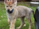 Chiots Chien-loup tchecoslovaque