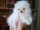 chiots spitz nain a reserve