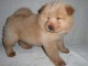 Chiots chow chow pour bonne maman