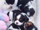 magnifiques chiots Cavaliers King Charles