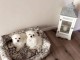 Chiots Bichon Maltais 