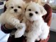 2 chiots Bichon Maltais 