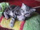 2  chatons British Shorthair tigrés 