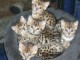 chatons bengal non LOOF a réserver