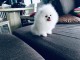 Bonjour a vous ,  Chiots de race Spitz nain  mâles et femelles 