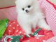 chiots spitz nain adorable