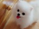 chiots spitz nain adorable