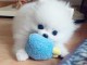 chiots spitz nain adorable