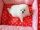 chiots spitz nain adorable