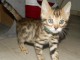 chatons bengal non LOOF 