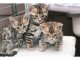 chatons bengal non LOOF 