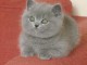 Chatons british shorthair a donner