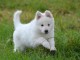 Chiots Berger Blanc Suisse à donner qu\