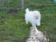 A DONNER chiot type spitz allemand femelle blanc