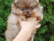 chiots spitz nain a reserve