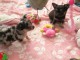 A donner Superbes Chiots Chihuahua Pure Race