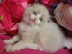 Chatons Ragdoll disponible de suite