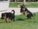 Chiots berger allemand LOF DISPONIBLE DE SUITE