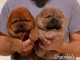 Adorables bébés chow chow LOF