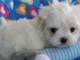 A donner chiots bichon maltais de pure race