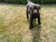 chiots mélange labrador  Mâle et une Femelle