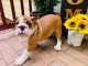 chiots bulldog anglais