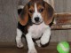 Chiots Beagle, tricolores