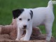 A donner chiots Jack Russel