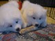 A donner chiots Samoyede