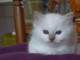 magnfiques chatons sacres de birmanie a reserve