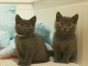 A donner chatons Chartreux