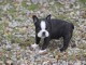 A donner Chiots Boston terrier