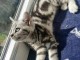 Chatons British Shorthair tigrés en adoption