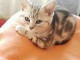 Deux chatons British Shorthair tigrés en adoption 