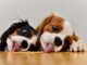 Adorables chiots Cavalier King Charles