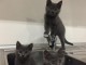 2 bébés chartreux  à adopter