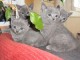 Deux chatons chartreux en adoption