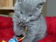 Deux chatons chartreux en adoption