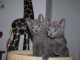 Deux chatons chartreux en adoption