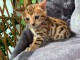 chatons bengal non LOOF 