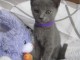  Chatons Chartreux  donner