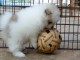 Magnifiques chiots spitz pomeranian