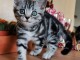 Superbes chatons British tigrés en adoption