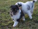 Magnifique chiots berger shetland a donner