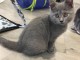 2 chatons chartreux gris 