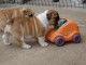 Chiots Bulldog anglais Lof