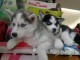 Adorables chiots husky siberien